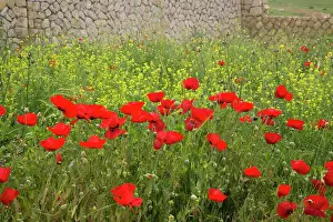 Mustard: Middle East Turkey With red Poppies in the