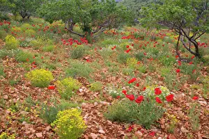 Cappadocia: Middle East Turkey Red poppy fields on the