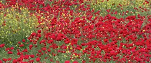 Mustard: Middle East Turkey Springtime with Red Poppies