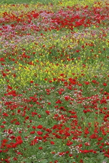 Mustard: Middle East Turkey Springtime with Red Poppies