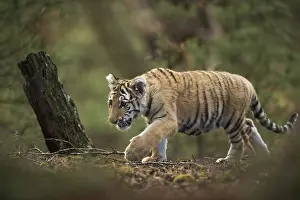 Race: In the middle of the forest... Royal Bengal tiger (Panthera tigris)