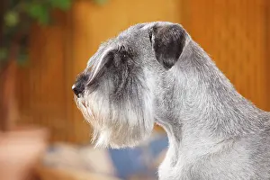 Pepper: Middle schnauzer, male, pepper-salt, 10 years, animal
