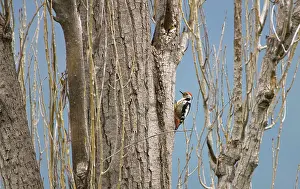 Medius: Middle Spotted Woodpecker