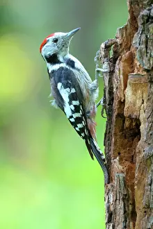Broadleaved: Middle Spotted Woodpecker