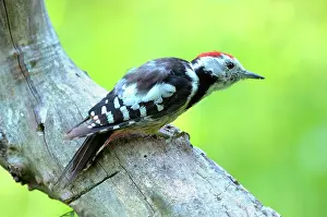 Broadleaved: Middle Spotted Woodpecker