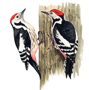 Medius: Middle Spotted Woodpecker