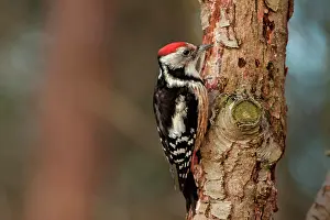 Medius: Middle Spotted Woodpecker