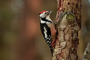 Medius: Middle Spotted Woodpecker
