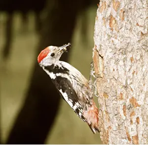 Zdenek Tunka: MIDDLE SPOTTED WOODPECKER