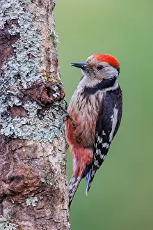 Leon: Middle spotted woodpecker