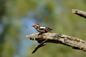 Medius: Middle-spotted Woodpecker - adult male, May
