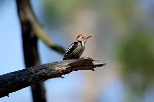 Medius: Middle-spotted Woodpecker - adult male, May