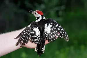 Medius: Middle-Spotted Woodpecker - captured, being held