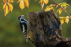 Meurthe: Middle Spotted Woodpecker (Dendrocopos medius)