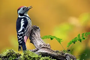 Meurthe: Middle Spotted Woodpecker (Dendrocopos medius)