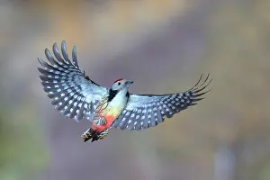 Dendrocopos: Middle Spotted Woodpecker (Dendrocopos medius) in