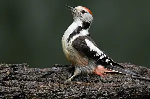 Dendrocopos: Middle Spotted Woodpecker (Dendrocopos medius)