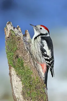 Stump: Middle Spotted Woodpecker (Dendrocopos medius)