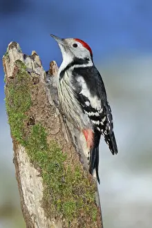 Stump: Middle Spotted Woodpecker (Dendrocopos medius)
