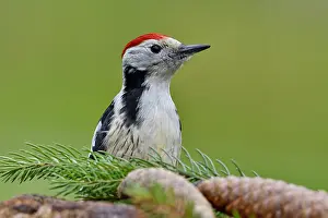 Abies: Middle Spotted Woodpecker (Dendrocopos medius) seeking