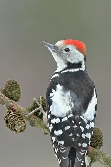Pinaceae: Middle Spotted Woodpecker (Dendrocopus medius)