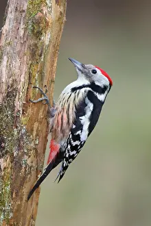 Deadwood: Middle spotted woodpecker (Dendrocopus medius) sitting