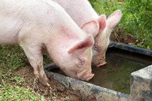 Trough: Middle White Cross Pig - piglets drinking from trough