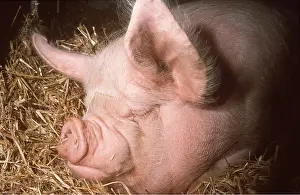 Ugly: MIDDLE WHITE PIG - Sleeping in hay, close up of head