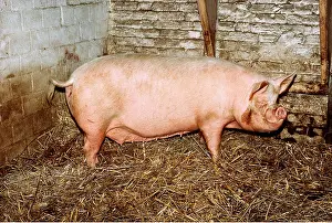 Sties: MIDDLE WHITE PIG - on sty