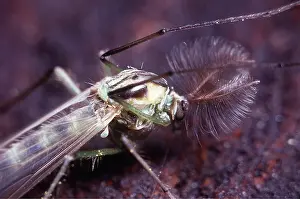 Gnats: MIDGE