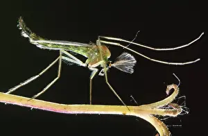Midge: Midge (Chironomus sp.) resting on plant against