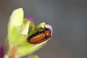 Biting: Midge Feeding