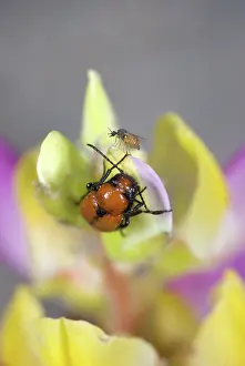 Biting: Midge after feeding