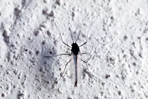 Gnats: Midge - on hose wall