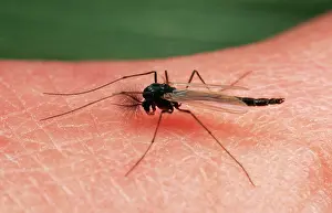 Plumosus: MIDGE - ON HUMAN SKIN