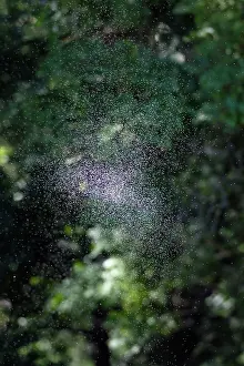 Midge: Midge Swarm - summertime