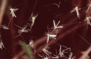 Trapped: MIDGES - On spider's web