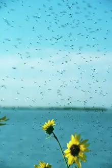 Pat Morris: MIDGES - SWARM