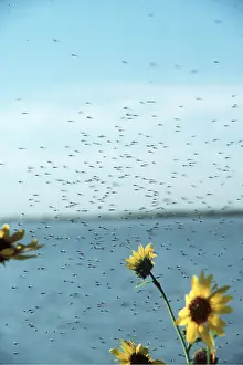 Emerging: Midges - Swarm emerging from Lake