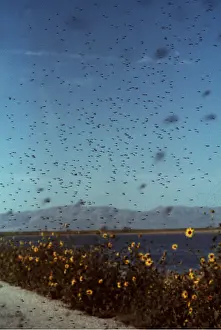 Larvae: MIDGES SWARM OVER GREAT SALT LAKE