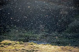 Midges: Midges - swarming