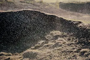 Midges: Midges - swarming