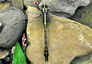 Midland: Midland Clubtail Dragonfly