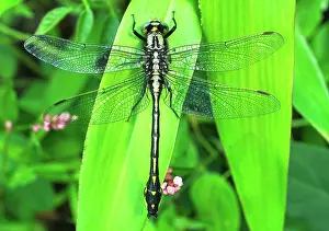 Dragonflies: Midland Clubtail Dragonfly