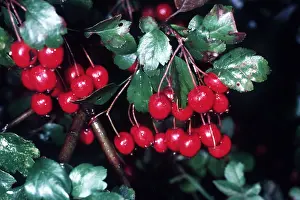 Haws: MIDLAND HAWTHORN