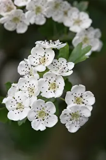 Midland: Midland hawthorn, Crataegus laevigata, Close view