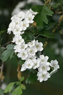 Midland: Midland hawthorn, Crataegus laevigata, Close view
