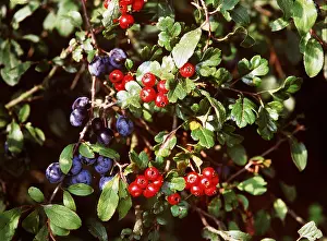 Haws: MIDLAND HAWTHORN - hedge with sloes