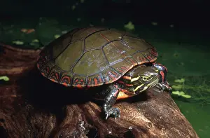 Marginata: Midland Painted Turtle