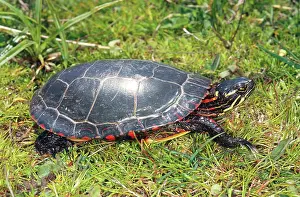 Marginata: Midland Painted Turtle